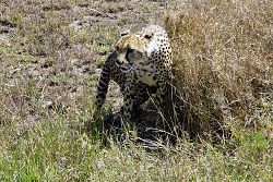  Gepard - serengeti