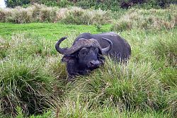  Bawołek - krawędź Ngorongoro