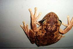  Żaba kiblowa - pilnowała papieru toaletowego
