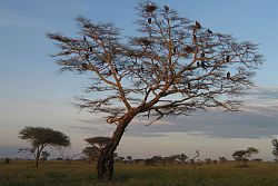 Serengeti