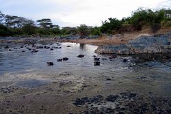  Jeziorko hipopotamów - Serengeti