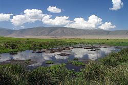  Jeziorko hipopotamów - Ngorongoro