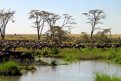  Serengeti